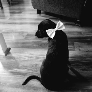 Meet your Posher, Tara